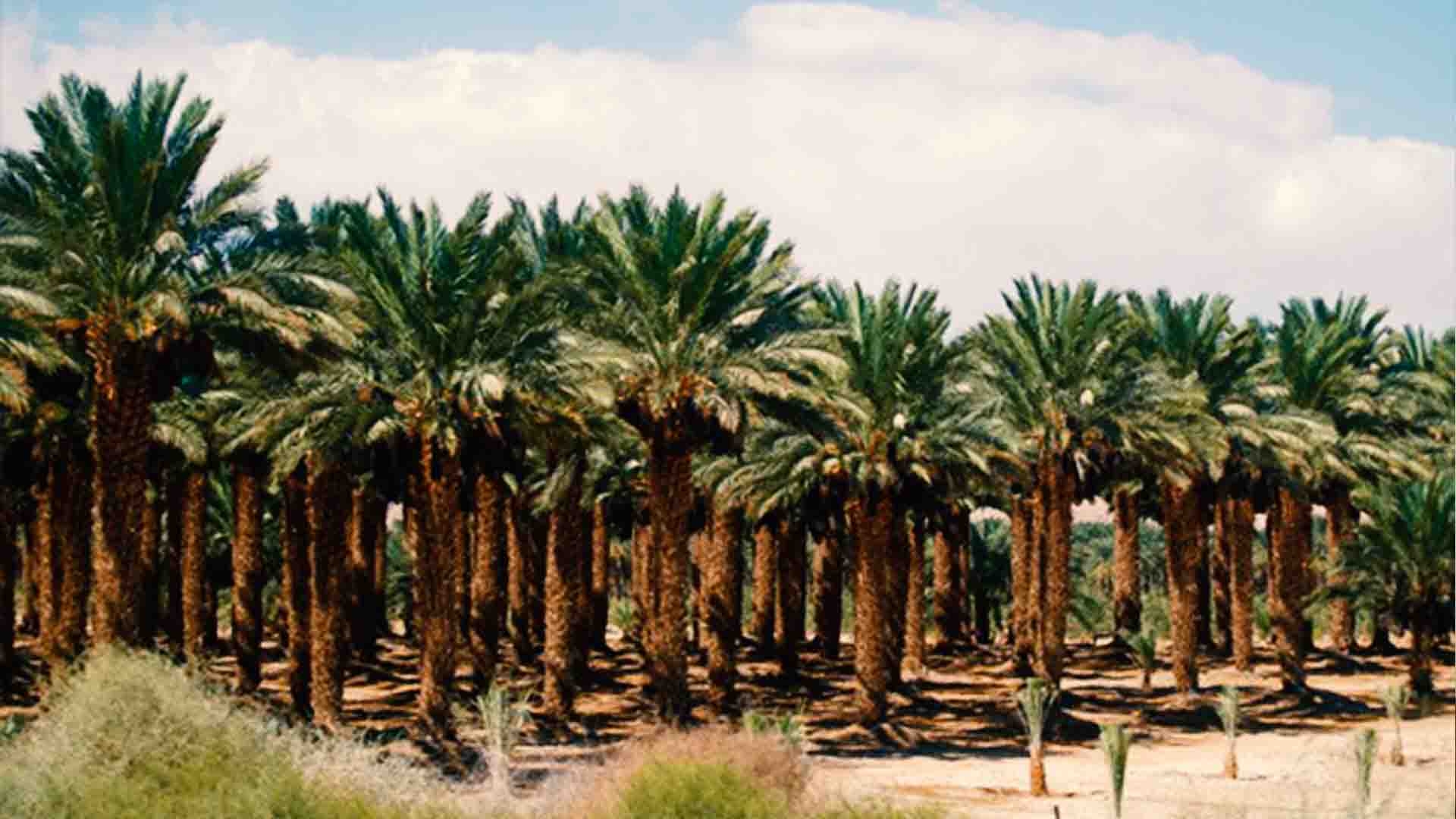 Garden Salman Farsi